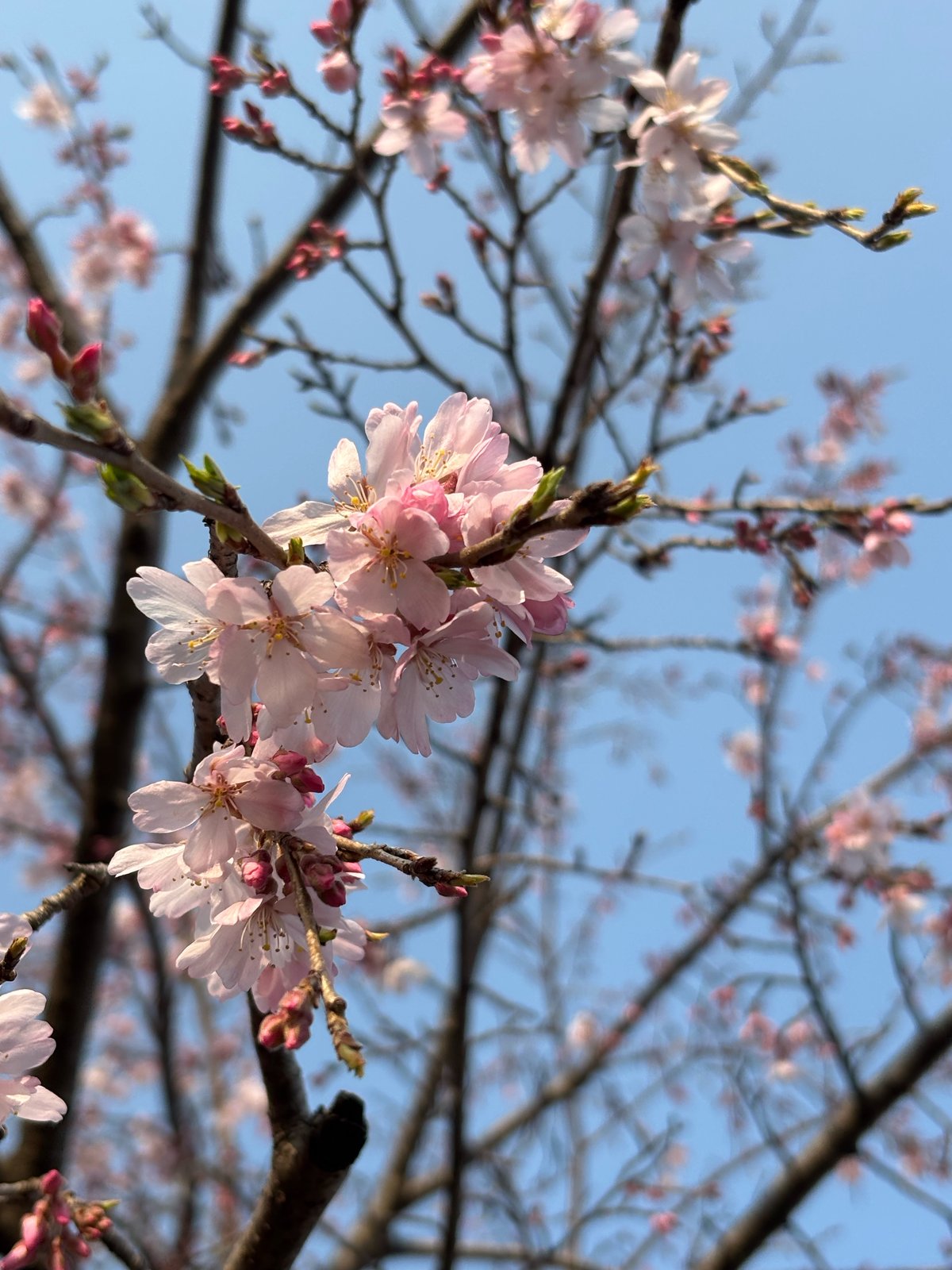 「しだれ桜🌸」