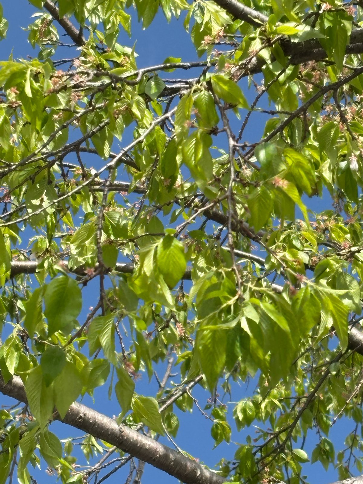 「５月のお知らせ」