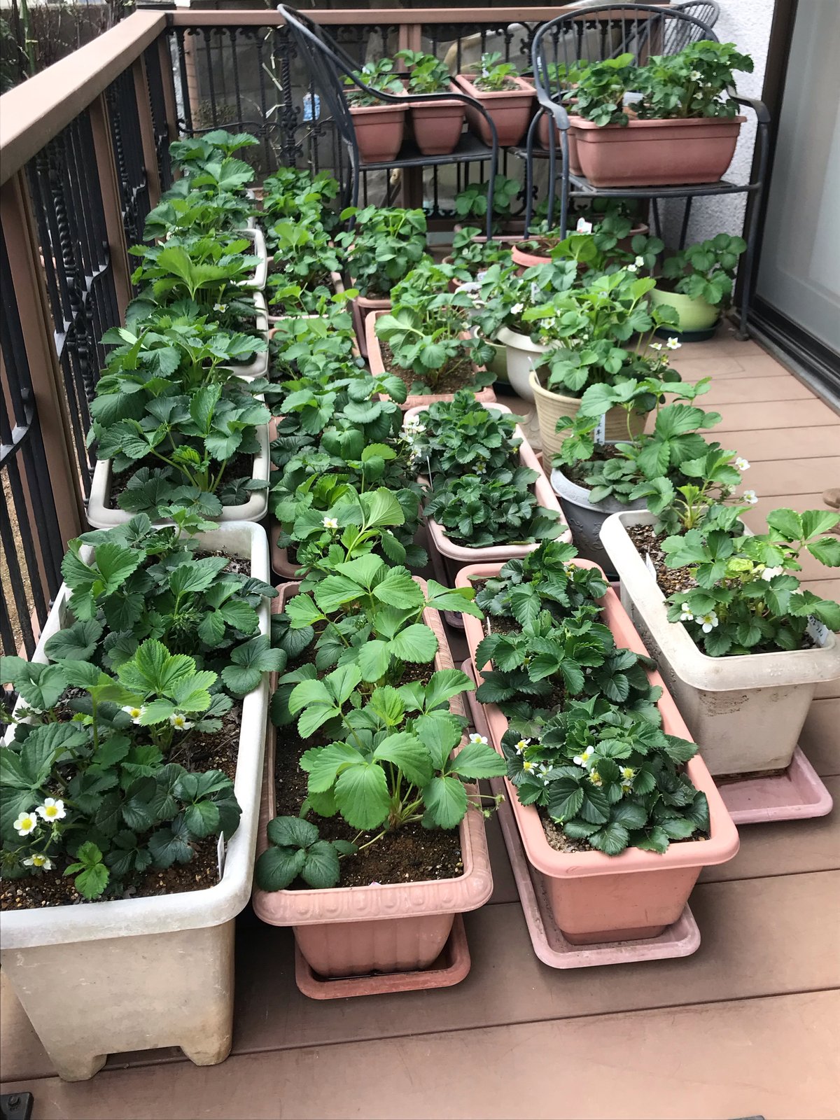「いちご🍓」
