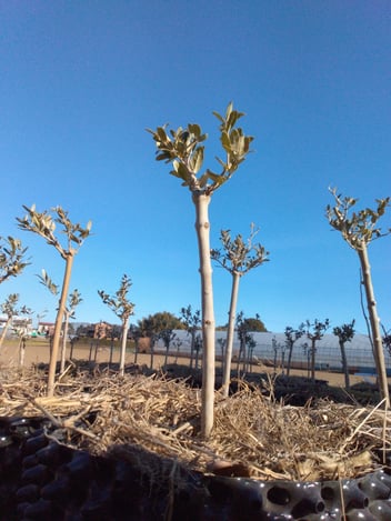 合同会社アロハネイチャーファーム