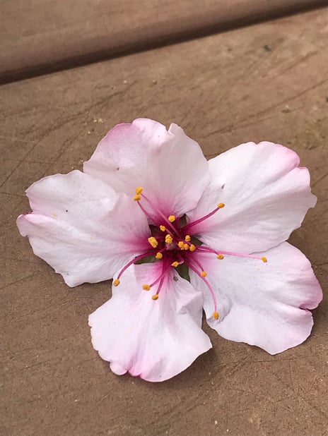 「4月のお知らせ」