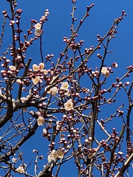「2月のお知らせ」