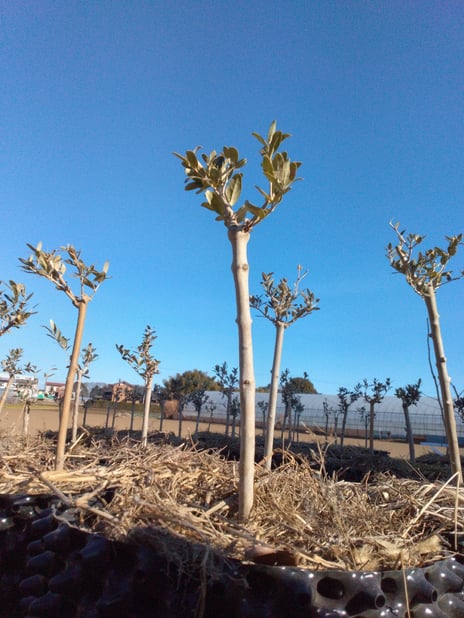 合同会社アロハネイチャーファーム