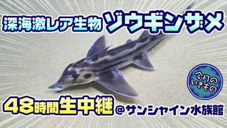 サメみたいだけど、サメじゃない?
謎の激レア深海生物「ゾウギンザメ」
サンシャイン水族館から
ニコニコ生放送で48時間生中継!
~かわいい「ゾウギンザメ」グッズが当たるキャンペーンも実施~