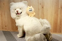 「ブサかわ犬」わさおのLINEスタンプ発売日が
11月20日（木）12:00に決定